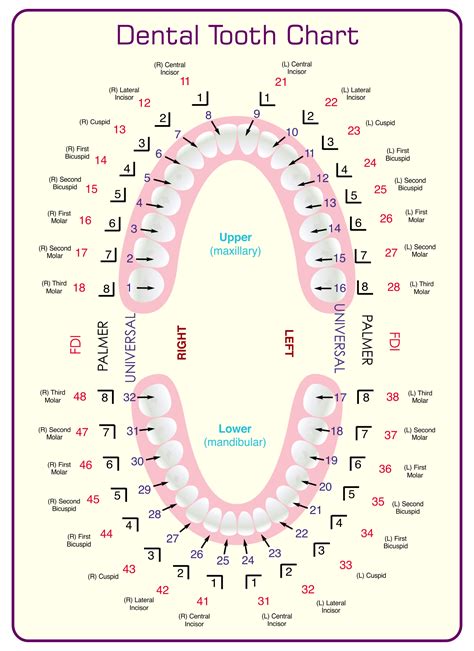 dental tooth chart printable